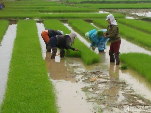 Ung Bao Ho Nhua 285